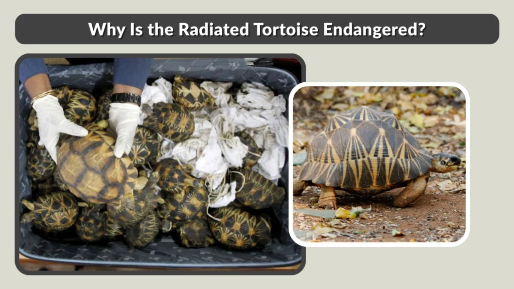 Why Is the Radiated Tortoise Endangered