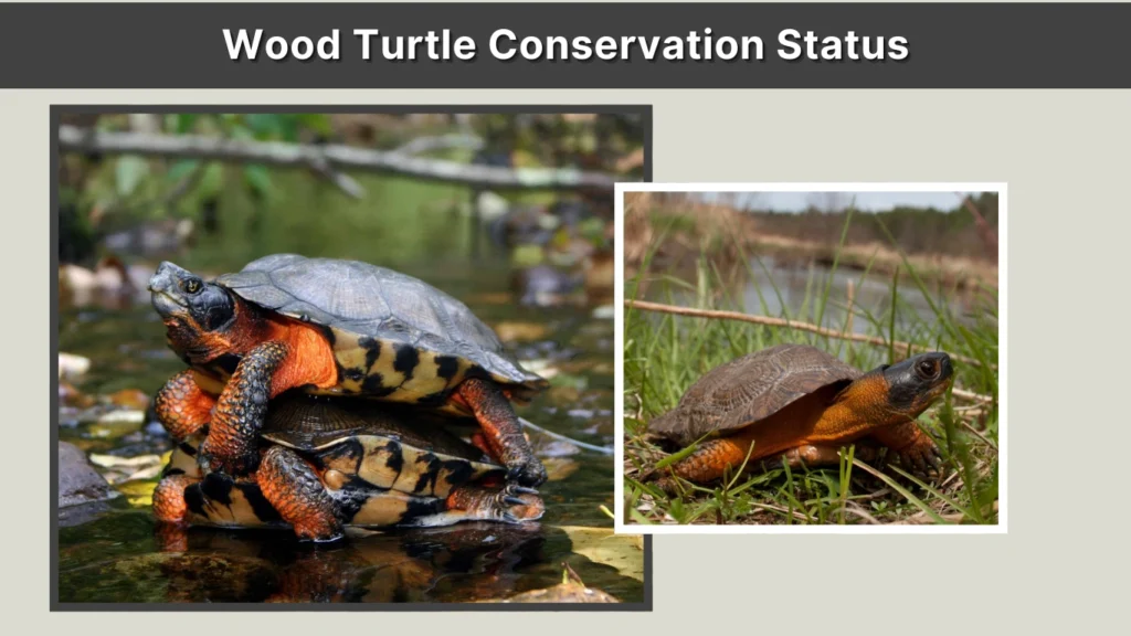 Wood Turtle Conservation Status