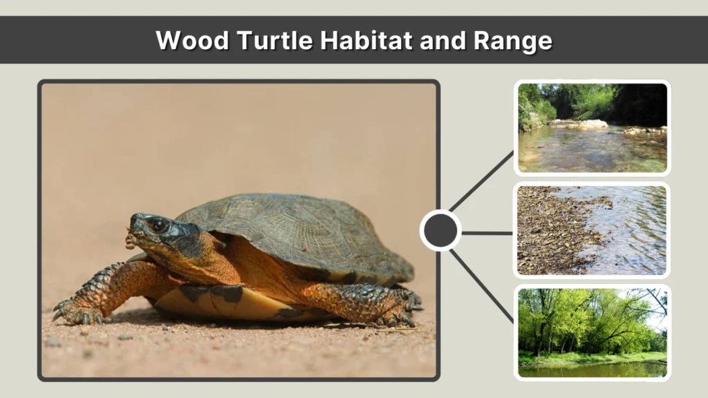 Wood Turtle Habitat and Range