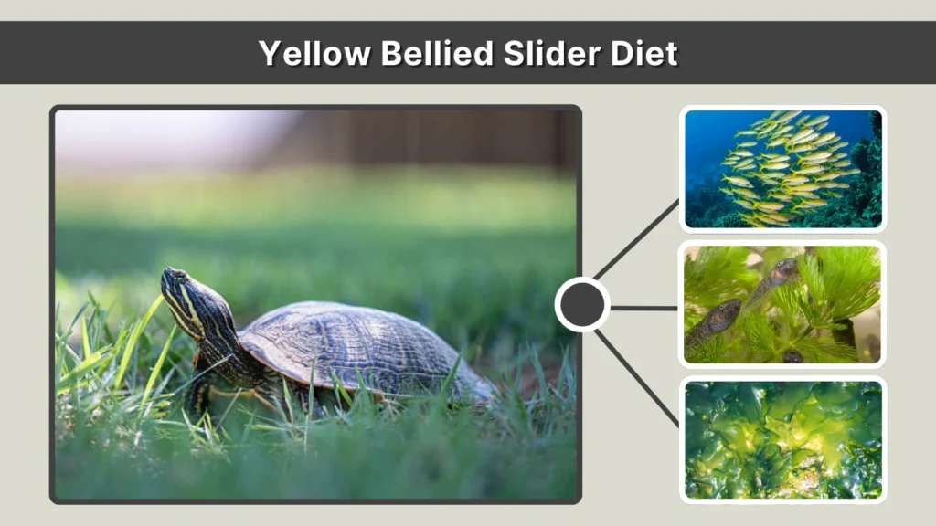 Yellow Bellied Slider Diet