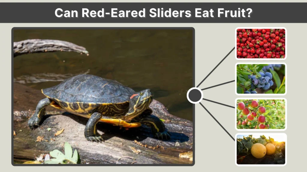 Can Red-Eared Sliders Eat Fruit