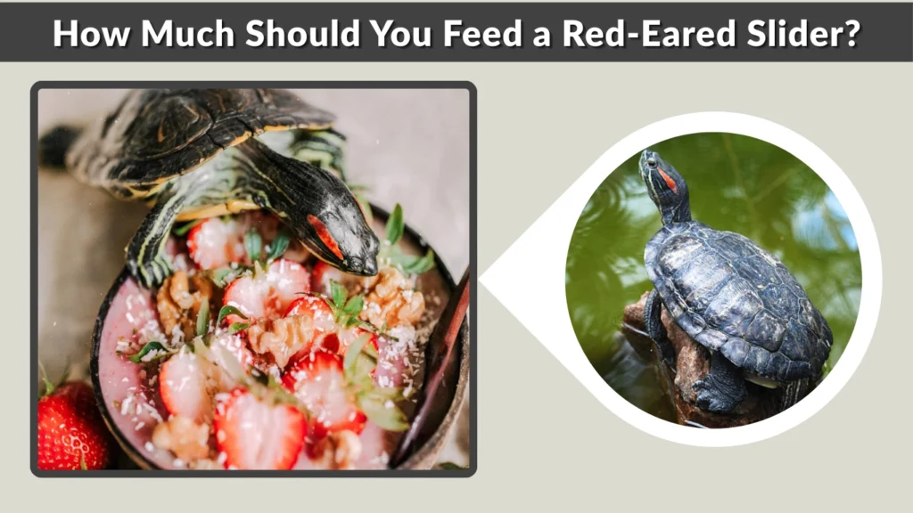 How Much Should You Feed a Red-Eared Slider