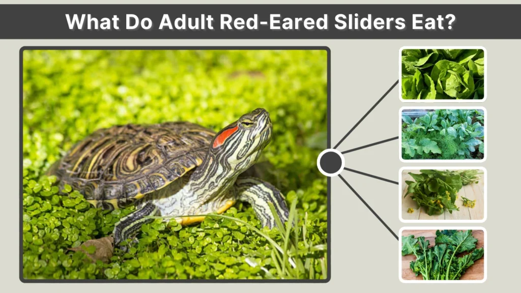 What Do Adult Red-Eared Sliders Eat
