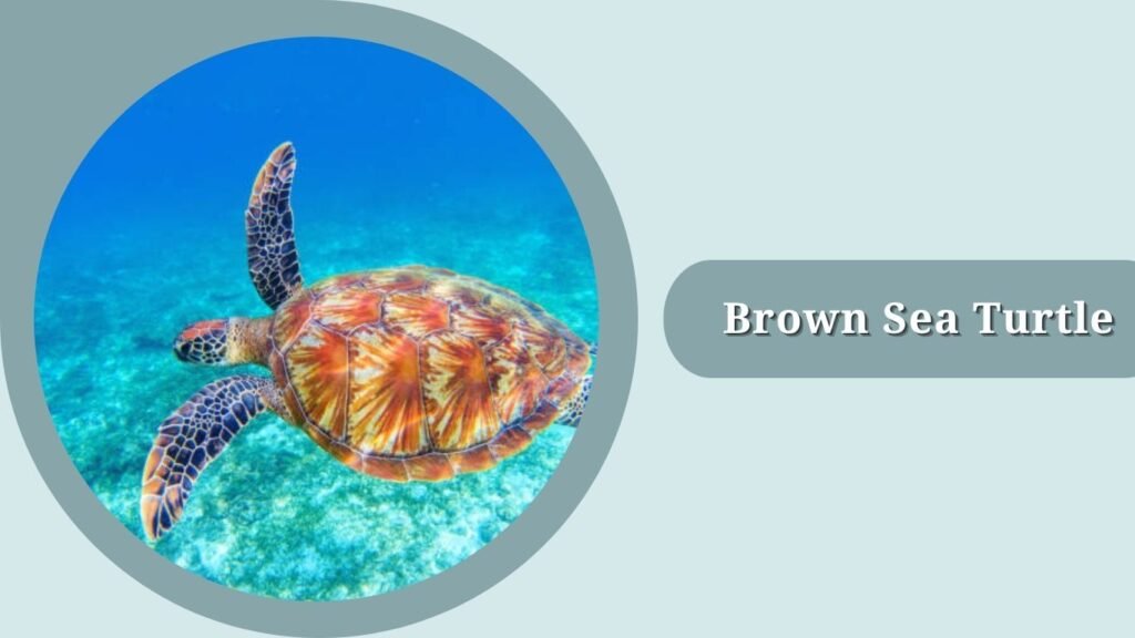 Brown Sea Turtle