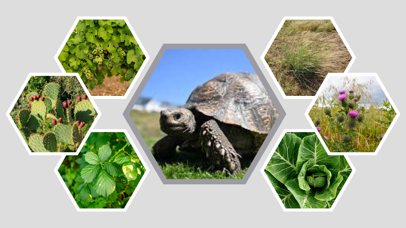 What Do Gopher Tortoises Eat? 10 Safe Foods Guide 