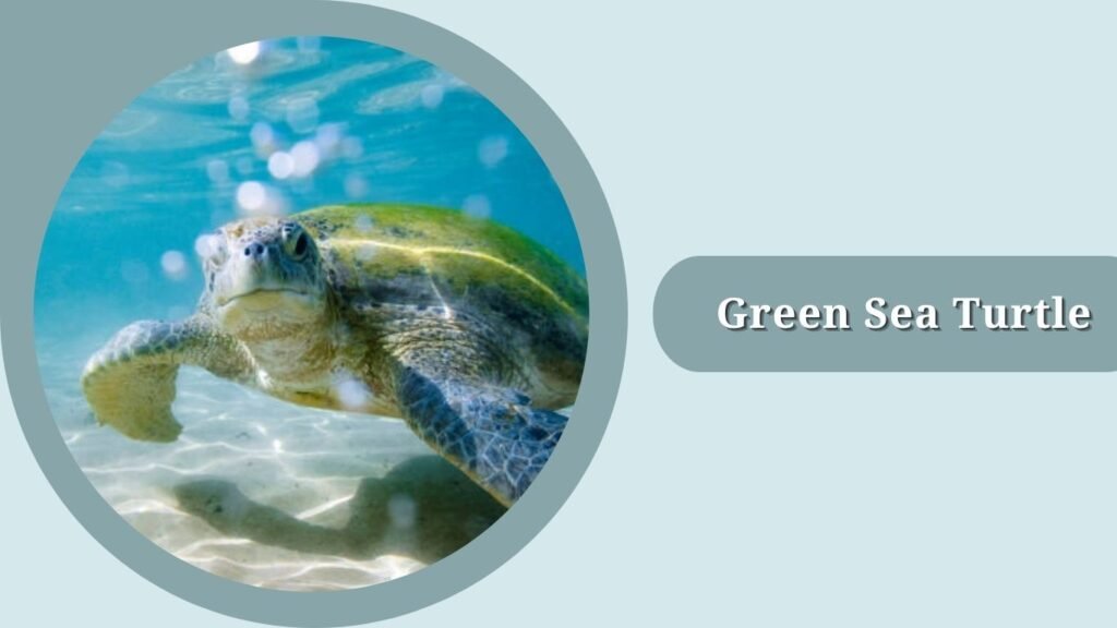 Green Sea Turtle