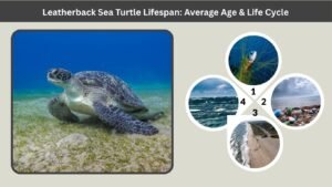 Leatherback Sea Turtle Lifespan: Average Age & Life Cycle