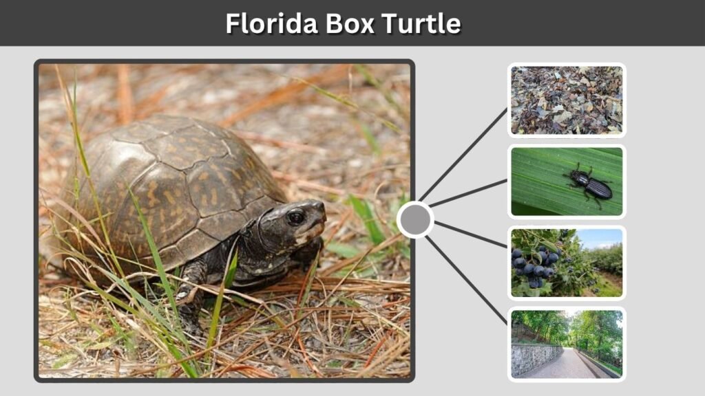 Florida Box Turtle: Facts, Diet, Habitat and Care Tips