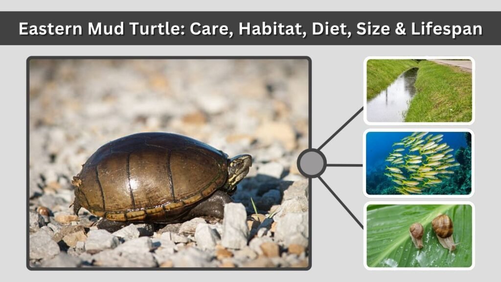Eastern Mud Turtle: Care, Habitat, Diet, Size & Lifespan