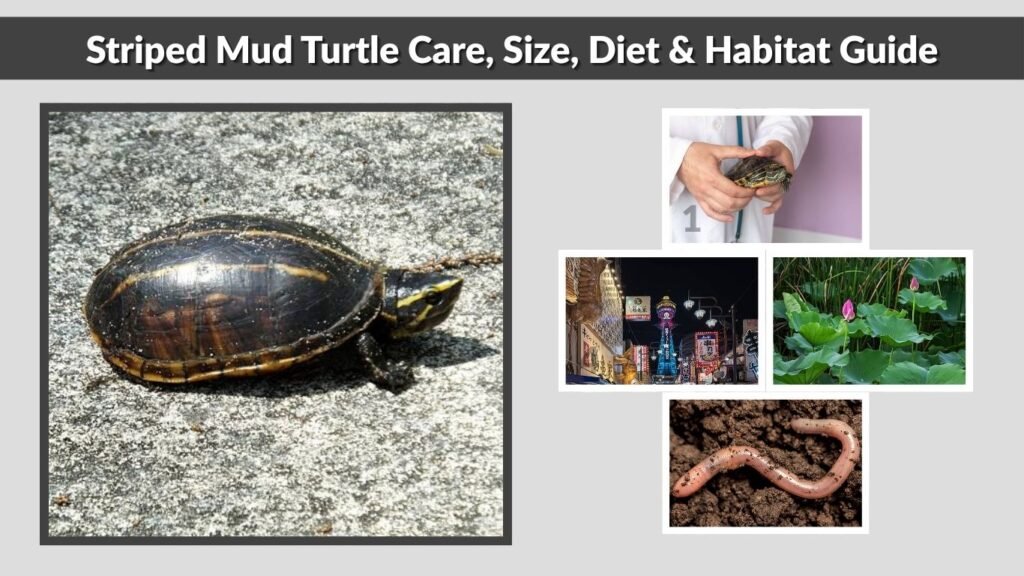 Striped Mud Turtle Care, Size, Diet & Habitat Guide