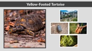 Yellow-Footed Tortoise Care, Diet, Size & Facts