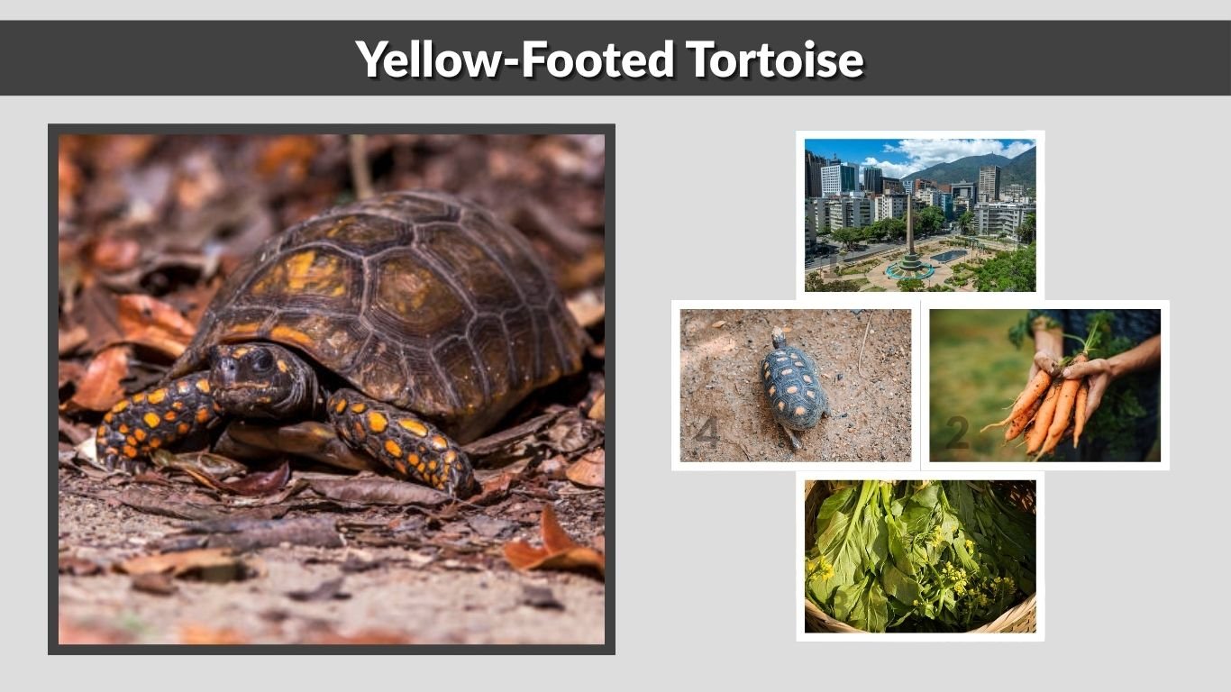 Yellow-Footed Tortoise Care, Diet, Size & Facts
