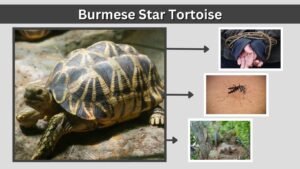 Burmese Star Tortoise Care, Size, Diet & Guide