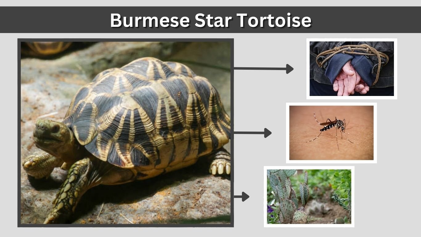Burmese Star Tortoise Care, Size, Diet & Guide