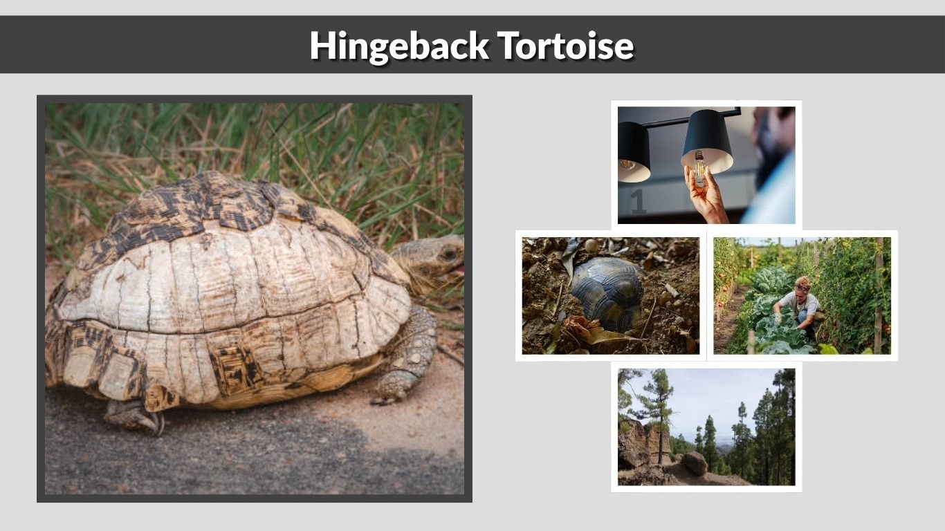 Hingeback Tortoise Care, Diet, Size and Species Guide
