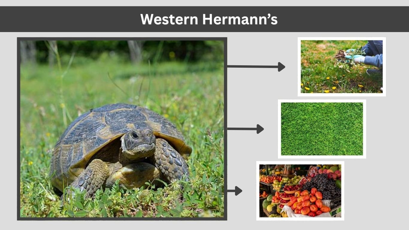 Western Hermann’s Tortoise: Care, Size, Diet Guide