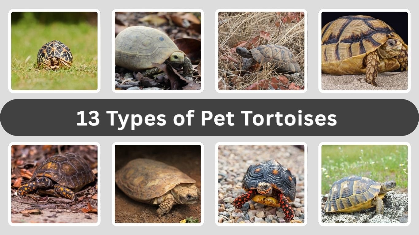 13 Types of Pet Tortoises You Should Know (ID with Picture)
