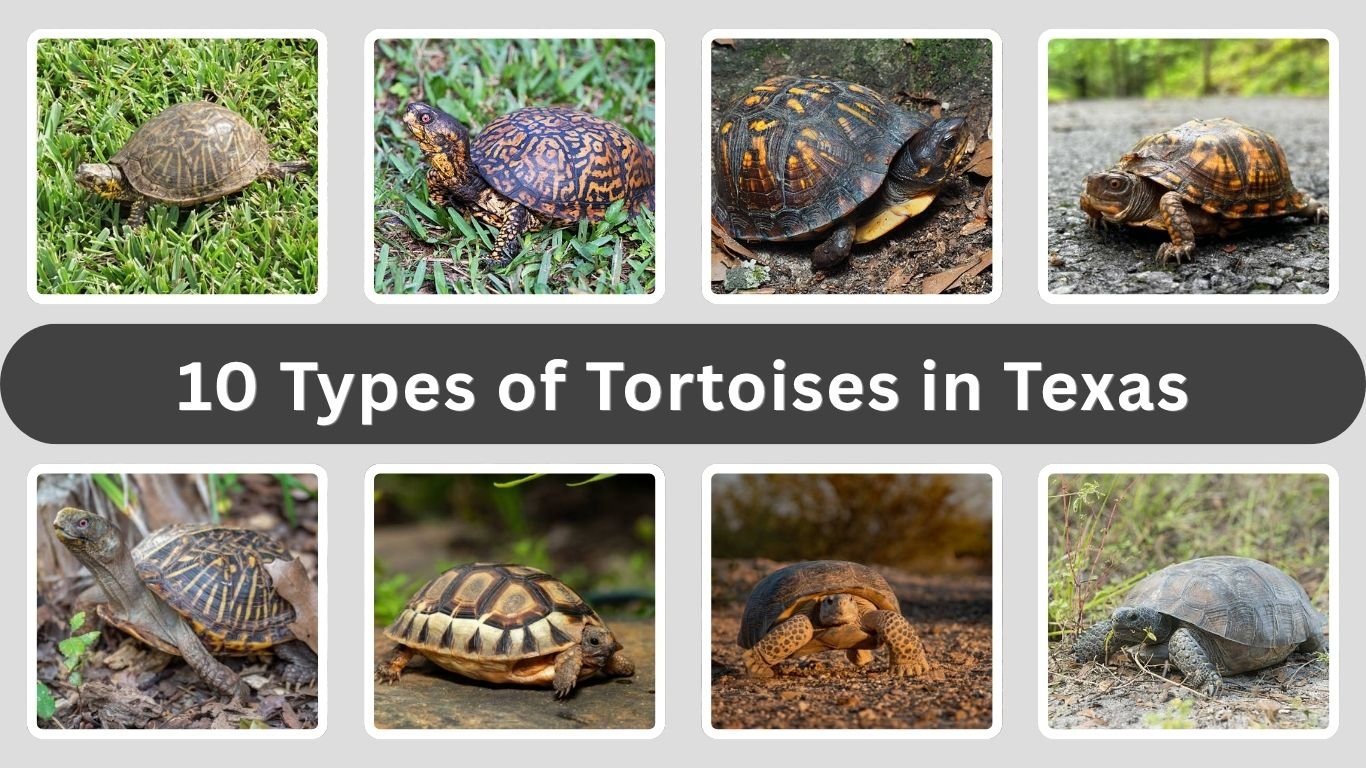 10 Types of Tortoises in Texas: ID with Name and Picture