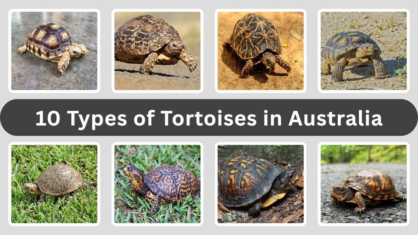 10 Types of Tortoises in Australia: Identification with Name and Pictures 