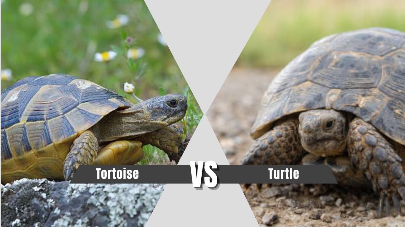 Tortoise vs Turtle: What are the Key Differences Between them?  