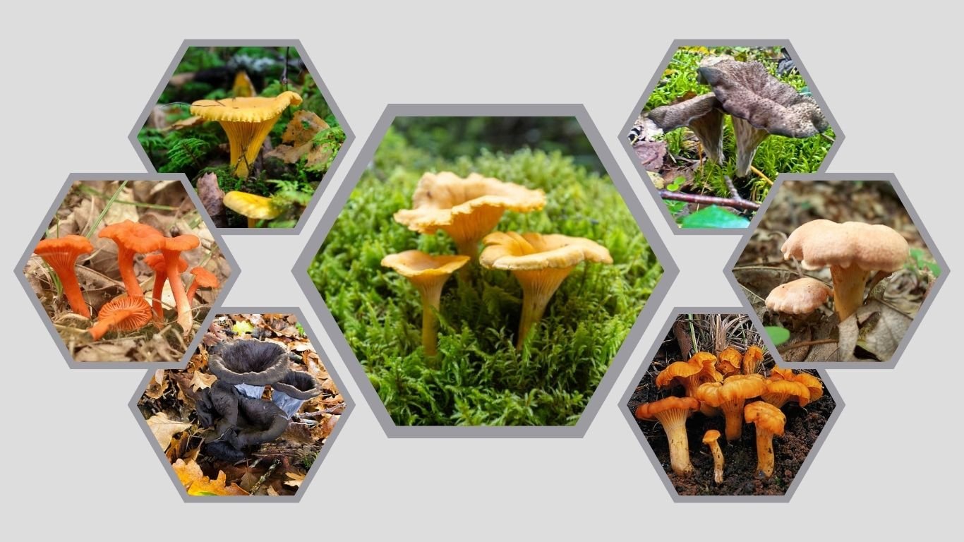 13 Common Types of Food that Russian Tortoise Love to Eat