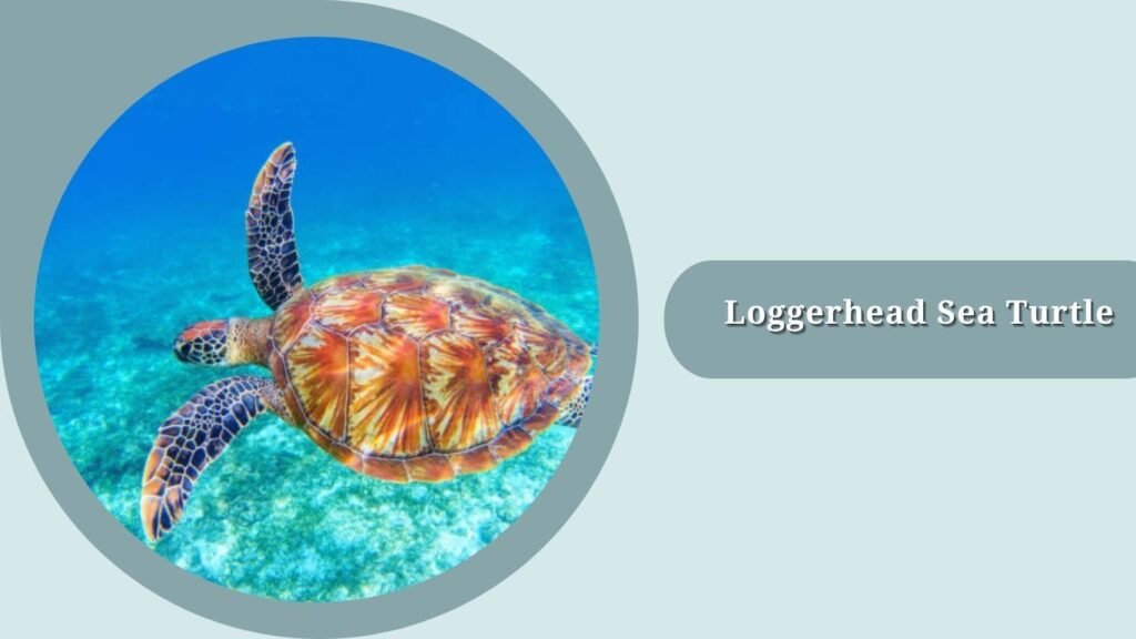 Loggerhead Sea Turtle