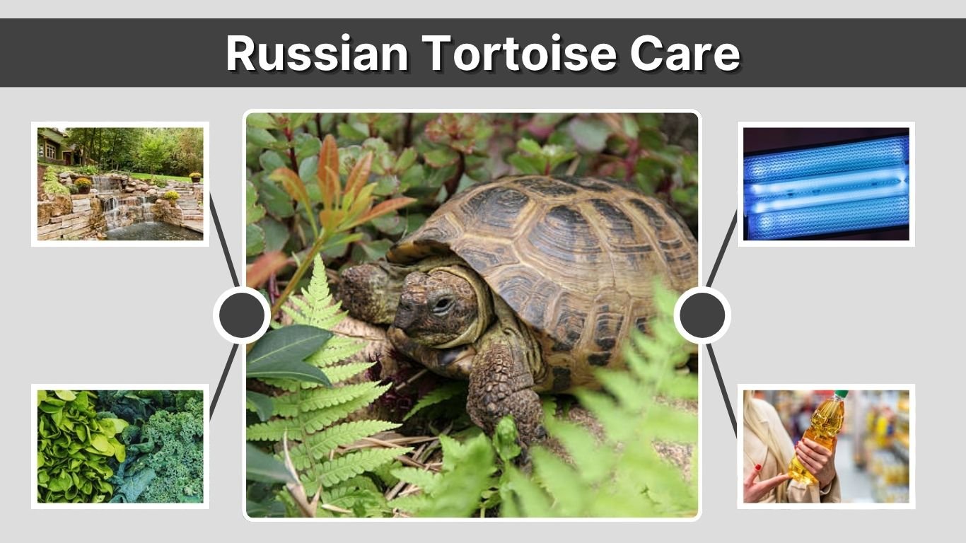 Russian Tortoise Care Guide for Beginners