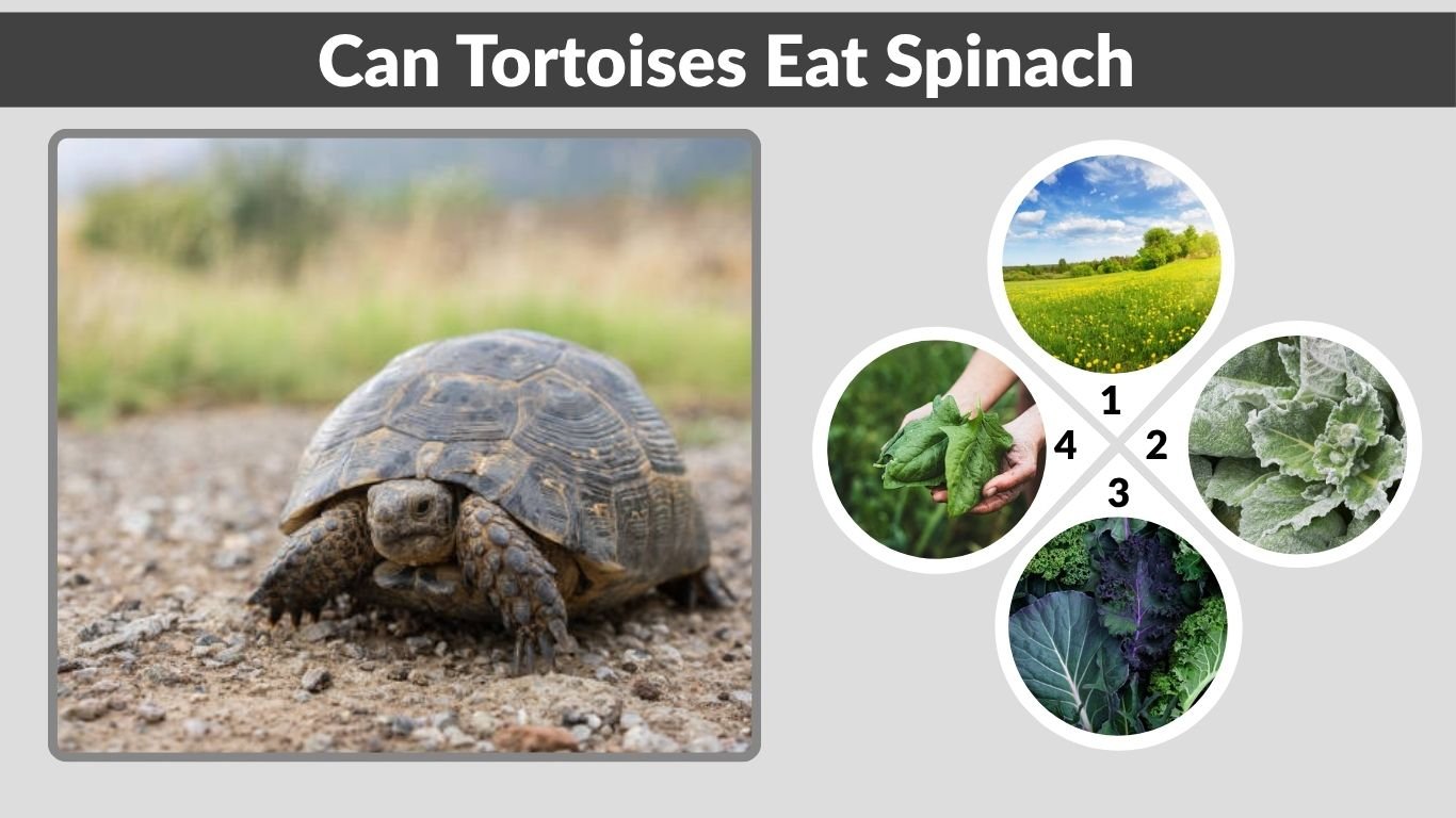 Can Tortoises Eat Spinach? What You Must Know