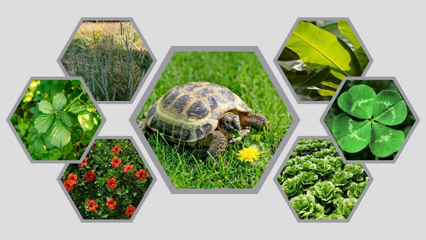 13 Common Types of Food that Russian Tortoise Love to Eat