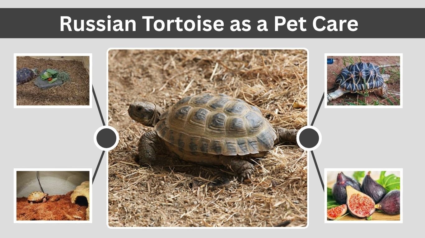 Russian Tortoise as a Pet: Pros, Cons & Care 
