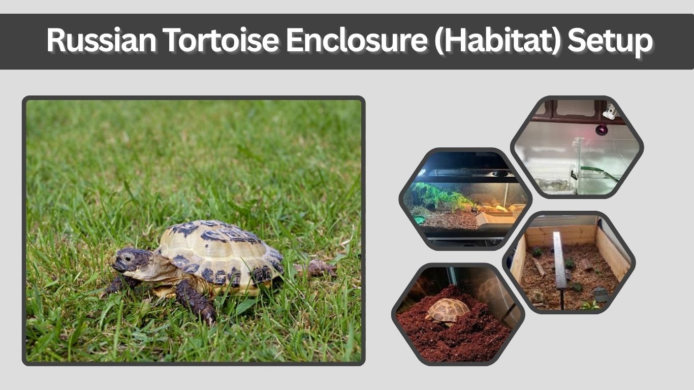 Russian Tortoise Enclosure (Habitat) Setup: Step-by-Step Guide