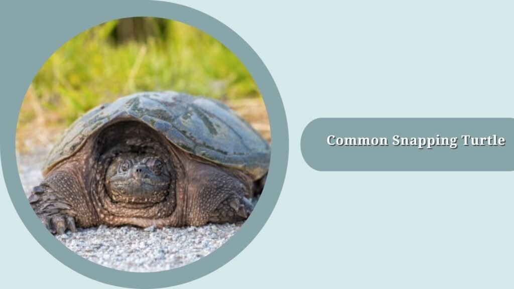 Common Snapping Turtle
