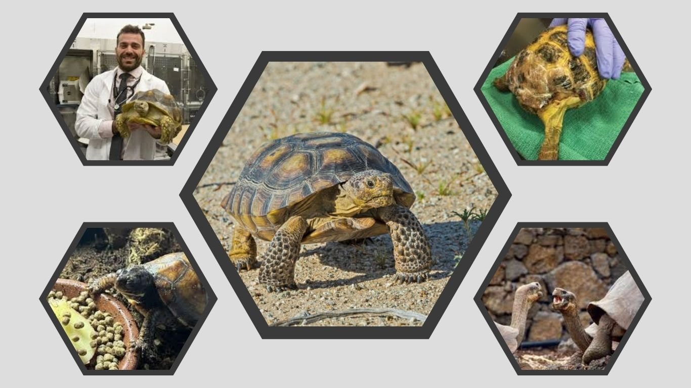 Why Do Tortoises Live So Long