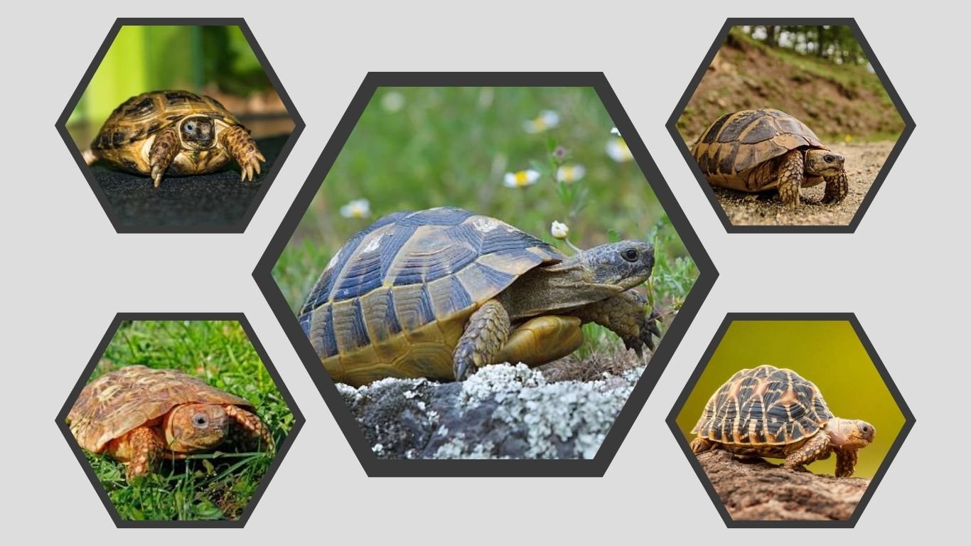 Types of Tortoise Shell: Patterns, Colors & Identification