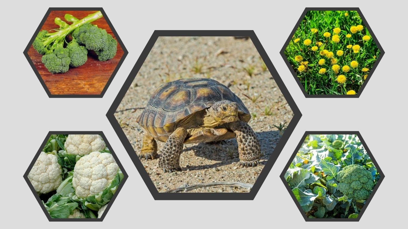 Can Tortoises Eat Broccoli? Safe Feeding Guide