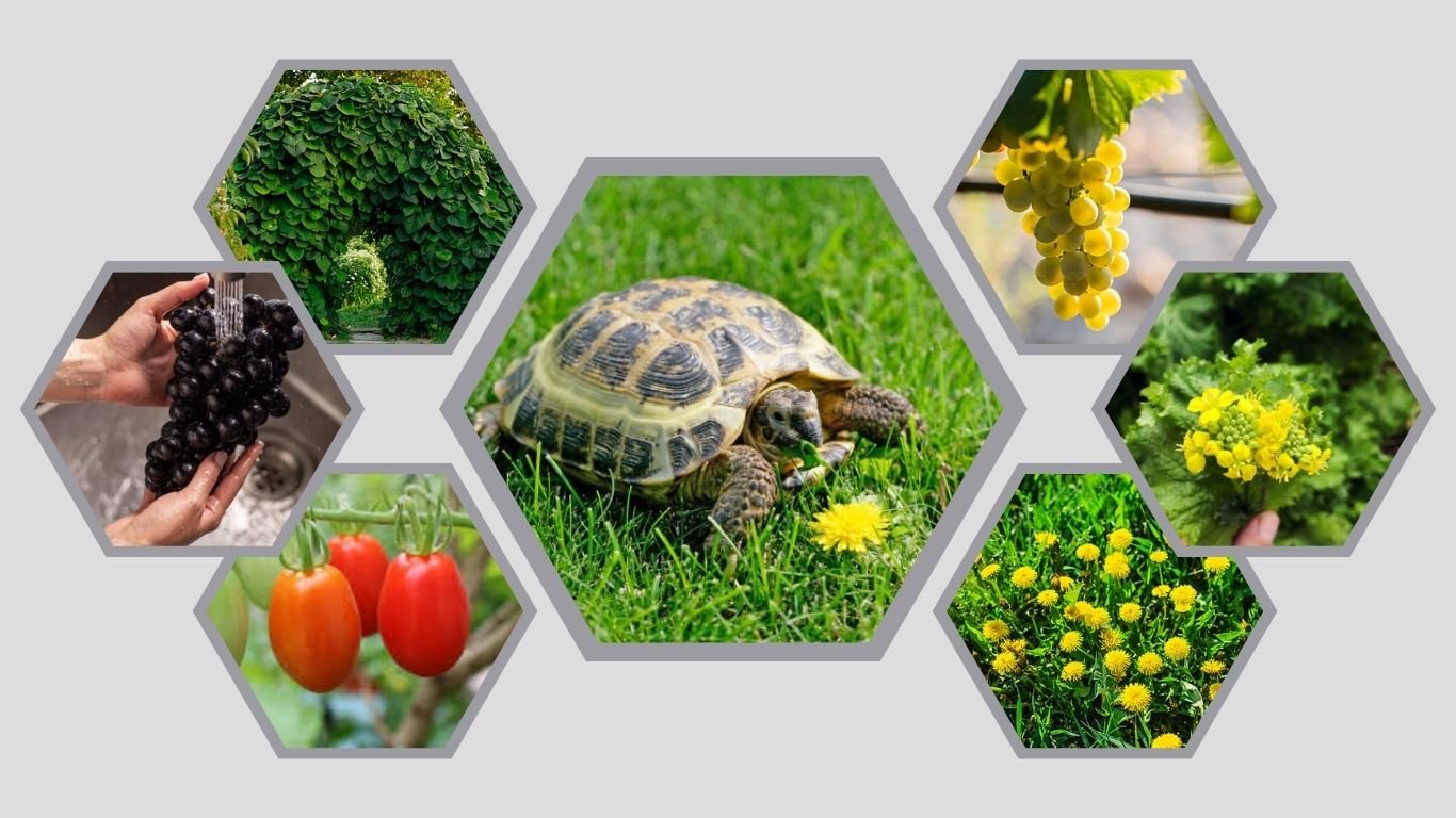 Can Tortoises Eat Grapes? Safe Feeding Guide