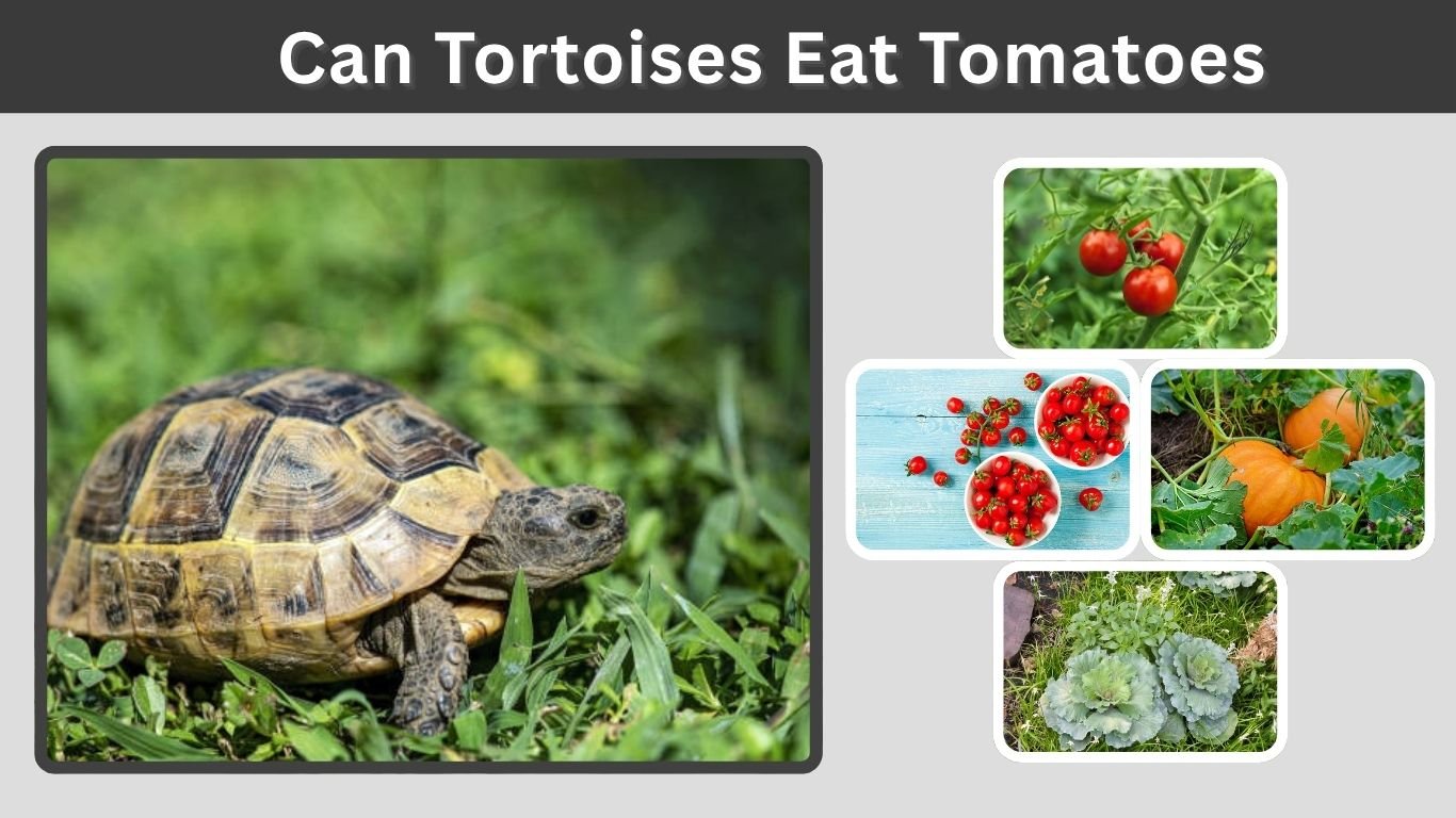 Can Tortoises Eat Tomatoes? Safe Feeding Guide