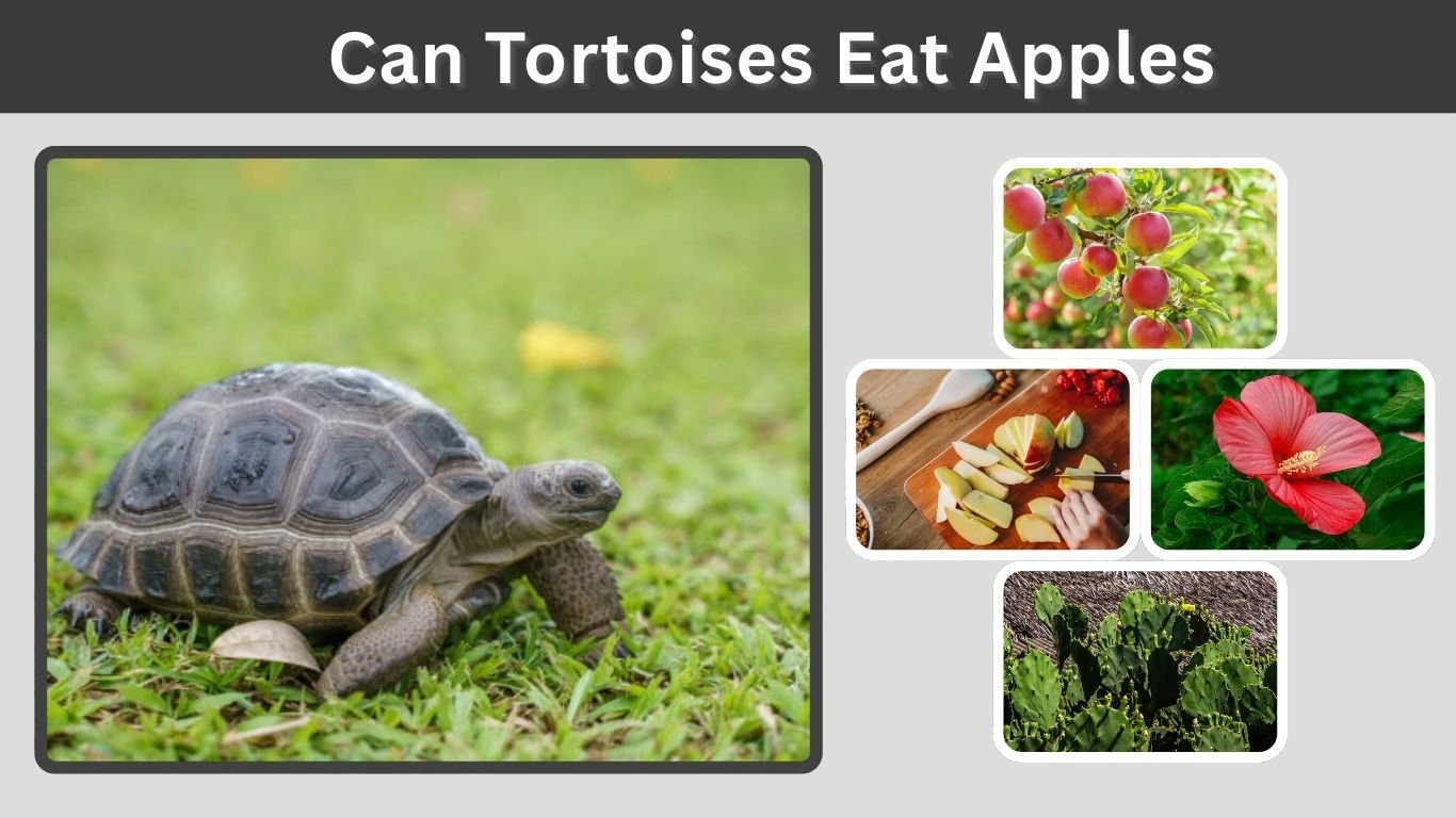 Can Tortoises Eat Apples? Safe Feeding Guide