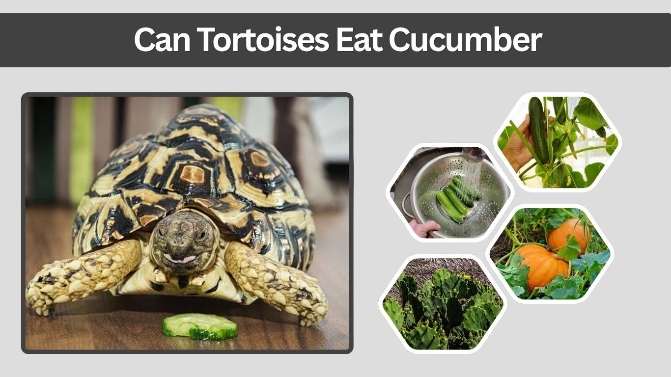 Can Tortoises Eat Cucumber? Safe Feeding Guide