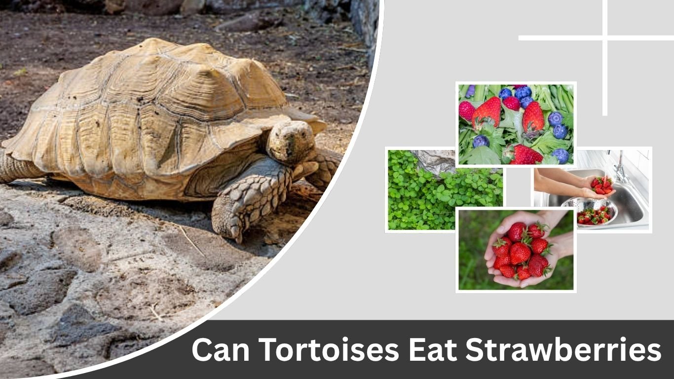 Can Tortoises Eat Strawberries? Full Feeding Guide 