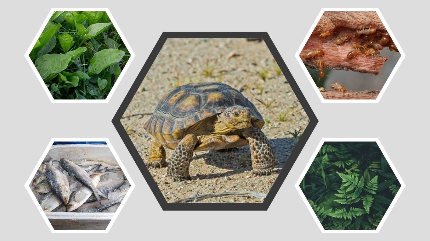 What Do Tortoises Eat and Drink? Full Care Guide
