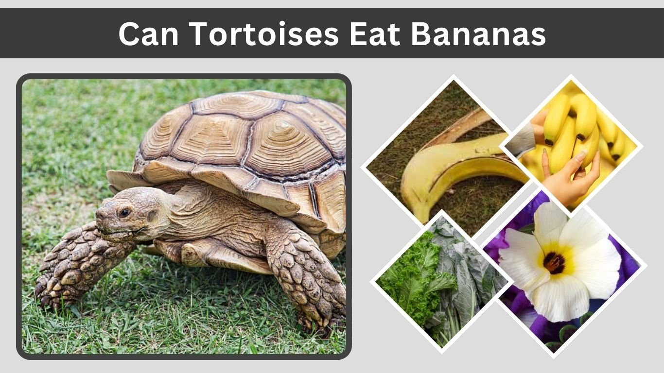 Can Tortoises Eat Bananas? Safe Feeding Guide