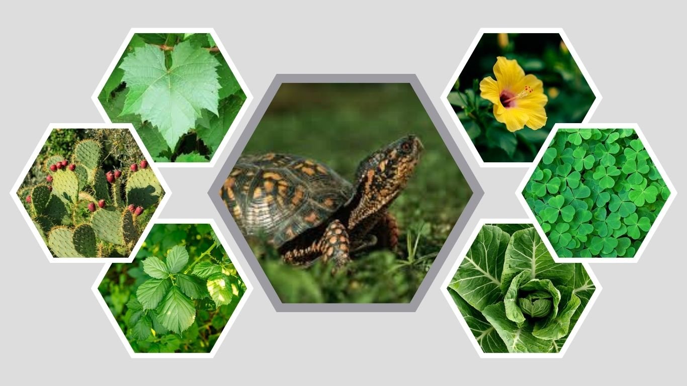 What Can Desert Tortoises Eat? 10 Safe Foods List