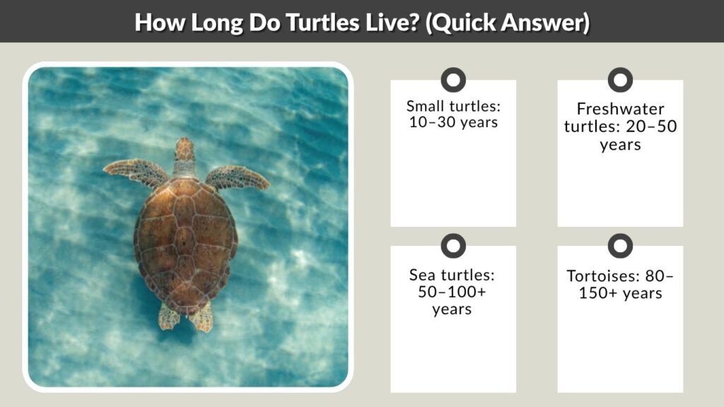 How Long Do Turtles Live? (Quick Answer)