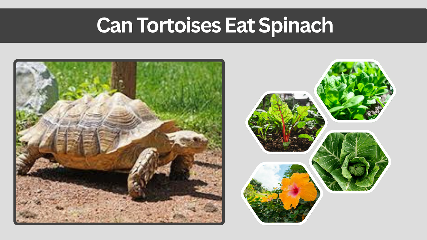 Can Tortoises Eat Spinach? Benefits & Risks Guide