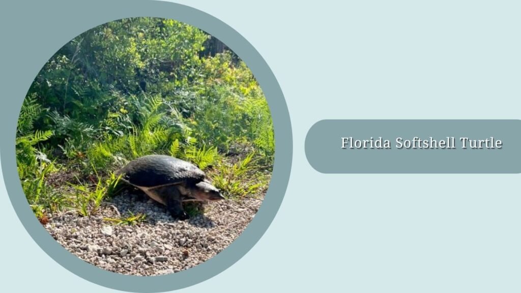 Florida Softshell Turtle