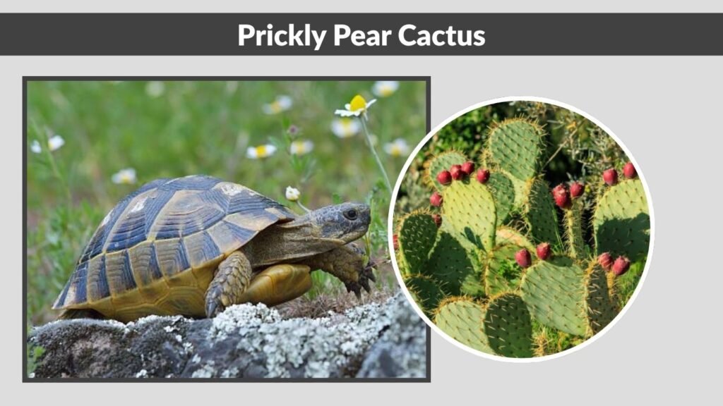 Prickly Pear Cactus