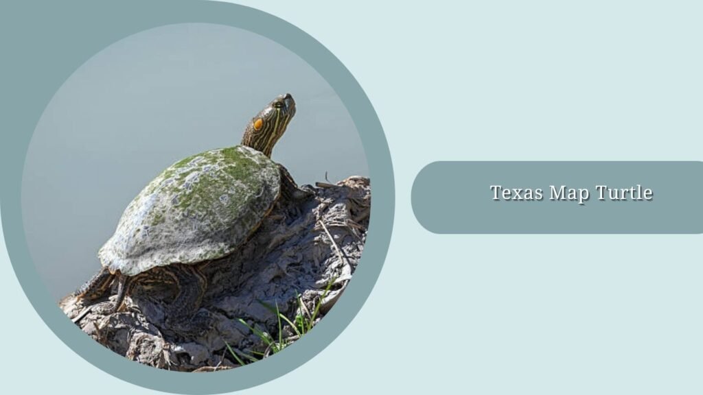 Texas Map Turtle
