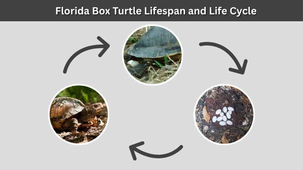 Florida Box Turtle Lifespan and Life Cycle