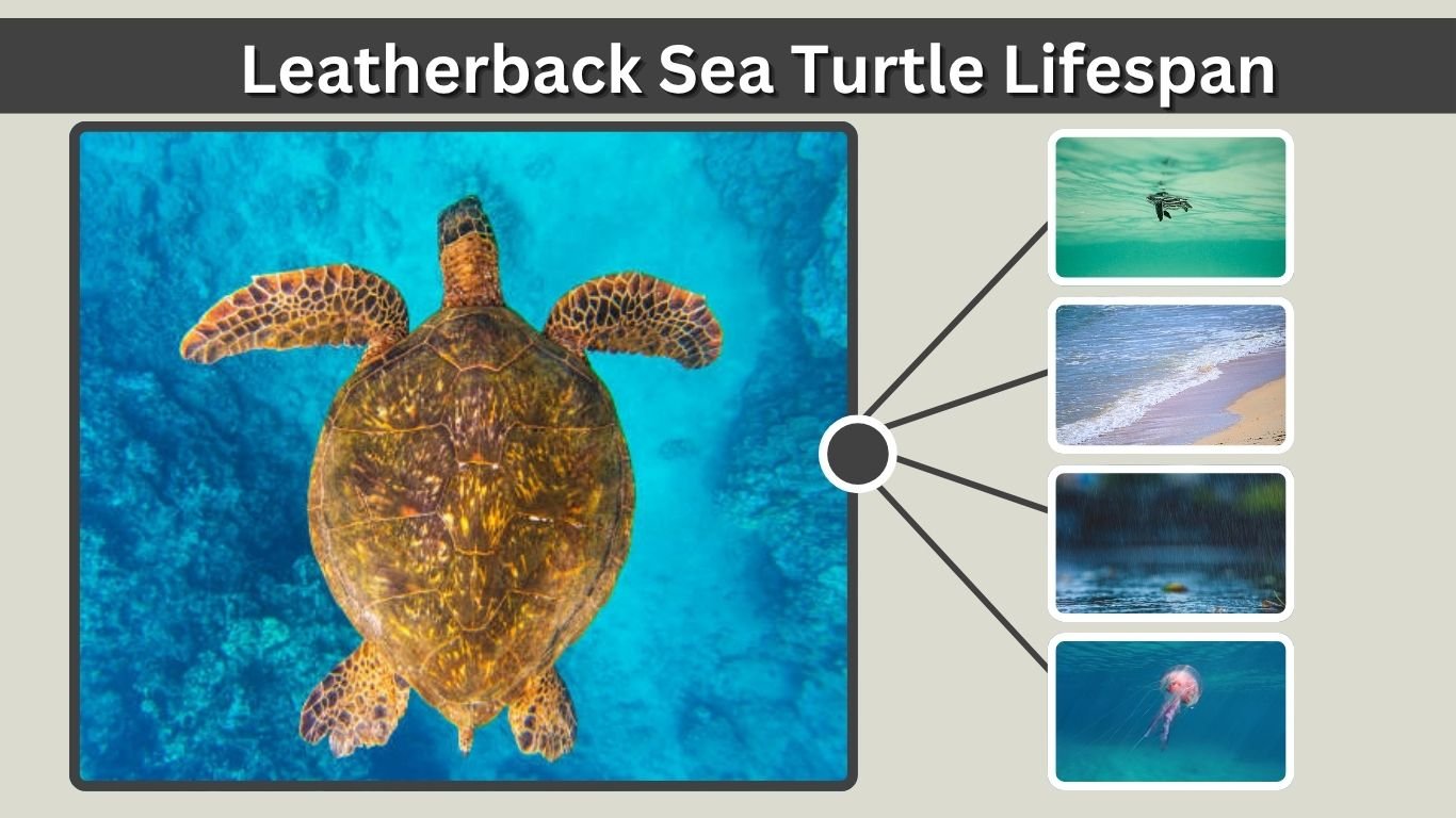Leatherback Sea Turtle Lifespan: Average Age & Life Cycle